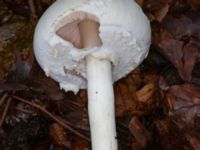 Agaricus arvensis Beijers park, Malmö, Skåne, Sweden 20230802_0064