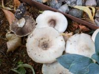 Agaricus arvensis St Pauli södra kyrkogård, Malmö, Skåne, Sweden 20230716_0348