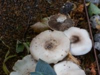 Agaricus arvensis St Pauli södra kyrkogård, Malmö, Skåne, Sweden 20230716_0349