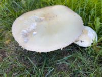 Agaricus arvensis Tyska kyrkan, Malmö, Skåne, Sweden 20240720_IMG_3329