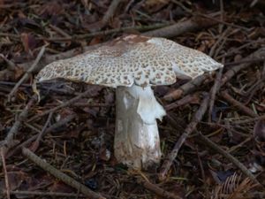 Agaricus augustus - Prince - Kungschampinjon