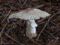 Agaricus augustus Grandungen, Toarp, Malmö, Skåne, Sweden 20230726_0306