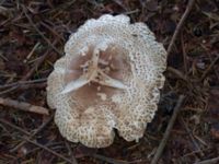 Agaricus augustus Grandungen, Toarp, Malmö, Skåne, Sweden 20230726_0307