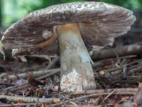 Agaricus augustus Grandungen, Toarp, Malmö, Skåne, Sweden 20230726_0309