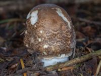 Agaricus augustus Grandungen, Toarp, Malmö, Skåne, Sweden 20230726_0310