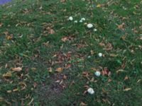 Agaricus bisporus Norra Friluftsstaden, Malmö, Skåne , Sweden 20190921_1