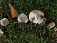 Agaricus bisporus Norra Friluftsstaden, Malmö, Skåne , Sweden 20190921_3