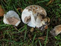 Agaricus bisporus Norra Friluftsstaden, Malmö, Skåne , Sweden 20190921_4