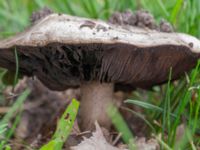 Agaricus bitorquis Källvattengatan, Malmö, Skåne, Sweden 20230729_0011