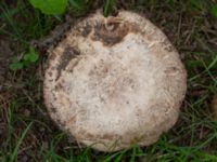 Agaricus bitorquis Källvattengatan, Malmö, Skåne, Sweden 20230729_0013