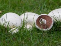 Agaricus campestris Malmödammen, Tygelsjö ängar, Malmö, Skåne, Sweden 20150923_0001