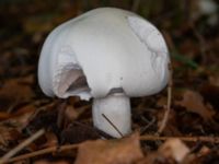 Agaricus sylvicola Östra kyrkogården, Malmö, Skåne, Sweden 20230801_0037