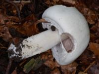 Agaricus sylvicola Östra kyrkogården, Malmö, Skåne, Sweden 20230801_0039