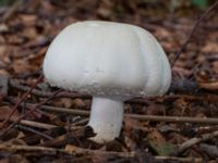 Agaricus sylvicola Östra kyrkogården, Malmö, Skåne, Sweden 20230801_0056