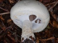 Agaricus sylvicola Östra kyrkogården, Malmö, Skåne, Sweden 20230801_0057