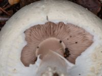 Agaricus sylvicola Östra kyrkogården, Malmö, Skåne, Sweden 20230801_0058