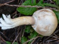 Agaricus sylvicola Svedala jorddeponi, Svedala, Skåne, Sweden 20231021_0053