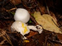 Agaricus xanthoderma Tunisborg f.d. plantskola, Lund, Skåne, Sweden 20220917_0035