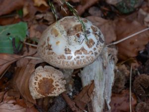 Amanita citrina - False Death Cap - Vitgul flugsvamp