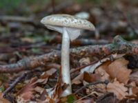 Amanita citrina Östra kyrkogården, Malmö, Skåne, Sweden 20230809_0046