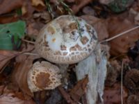 Amanita citrina Östra kyrkogården, Malmö, Skåne, Sweden 20230809_0047