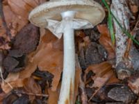 Amanita citrina Östra kyrkogården, Malmö, Skåne, Sweden 20230809_0048