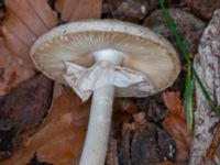 Amanita citrina Östra kyrkogården, Malmö, Skåne, Sweden 20230809_0049