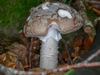 Amanita excelsa Linnebjers naturreservat, Södra Sandby, Lund, Skåne, Sweden 20230805_0122