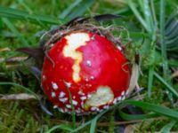 Amanita muscaria Ädelgransplanteringen, Toarp, Malmö, Skåne, Sweden 20231028_0049