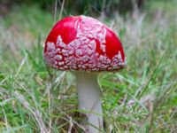 Amanita muscaria Ädelgransplanteringen, Toarp, Malmö, Skåne, Sweden 20231028_0051