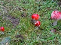 Amanita muscaria Ädelgransplanteringen, Toarp, Malmö, Skåne, Sweden 20231028_0052