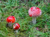 Amanita muscaria Ädelgransplanteringen, Toarp, Malmö, Skåne, Sweden 20231028_0053