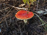 Amanita muscaria var. muscaria Toarp, Malmö, Skåne, Sweden 20181103_01