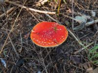 Amanita muscaria var. muscaria Toarp, Malmö, Skåne, Sweden 20181103_04