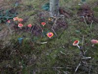 Amanita muscaria var. muscaria Toarp, Malmö, Skåne, Sweden 20181103_09