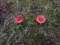 Amanita muscaria var. muscaria Toarp, Malmö, Skåne, Sweden 20181103_11