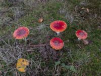 Amanita muscaria var. muscaria Toarp, Malmö, Skåne, Sweden 20181103_12