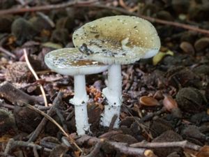 Amanita pantherina - Panther Cap - Panterflugsvamp