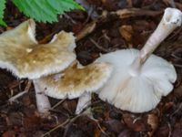 Amanita phalloides Östra kyrkogården, Malmö, Skåne, Sweden 20230801_0035