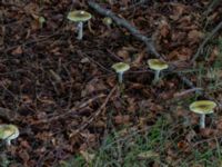 Amanita phalloides Östra kyrkogården, Malmö, Skåne, Sweden 20230801_0042