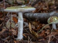 Amanita phalloides Östra kyrkogården, Malmö, Skåne, Sweden 20230801_0043