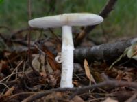 Amanita phalloides Östra kyrkogården, Malmö, Skåne, Sweden 20230801_0044