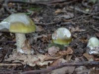 Amanita phalloides Bulltoftaparken, Malmö, Skåne, Sweden 20230729_0035