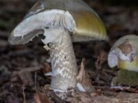 Amanita phalloides Bulltoftaparken, Malmö, Skåne, Sweden 20230729_0036