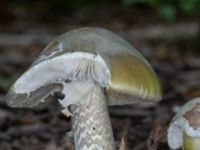 Amanita phalloides Bulltoftaparken, Malmö, Skåne, Sweden 20230729_0038