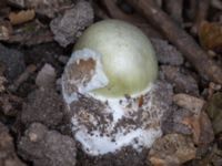 Amanita phalloides Bulltoftaparken, Malmö, Skåne, Sweden 20230729_0039