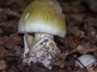 Amanita phalloides Bulltoftaparken, Malmö, Skåne, Sweden 20230729_0042