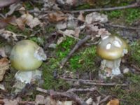 Amanita phalloides Bulltoftaparken, Malmö, Skåne, Sweden 20230729_0044