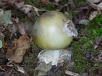 Amanita phalloides Bulltoftaparken, Malmö, Skåne, Sweden 20230729_0046