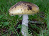 Amanita phalloides St Pauli mellersta kyrkogård, Malmö, Skåne, Sweden 20230803_0013